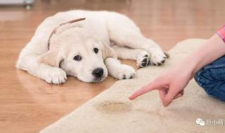 怎么训小鹿犬大小便 宠物狗怎样训大小便